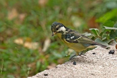 Yellow-bellied Tit