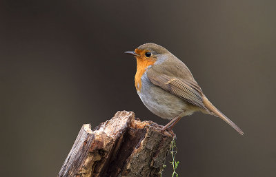 Pettirosso: Erithacus rubecola. En.: Robin