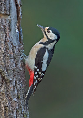 Picchio rosso maggiore: Dendrocopos major. En.: Great Spotted Woodpecker
