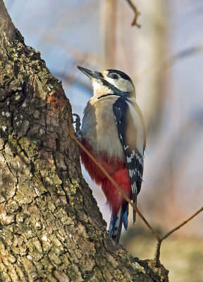 Picchio rosso maggiore: Dendrocopos major. En.: Great Spotted Woodpecker