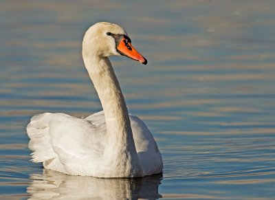 Cigno reale: Cygnus olor. En.: Mute Swan 