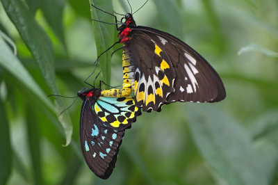 Ornithoptera priamus. En.: Common Green Birdwing 