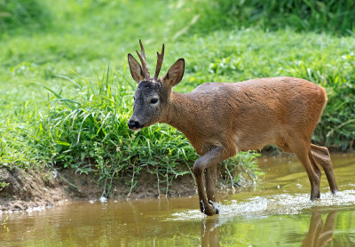 Capriolo: Capreolus capreolus. En.: European Roe Deer