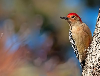 Picchio della Carolina: Melanerpes carolinus. E.: Red-bellied Woodpecker