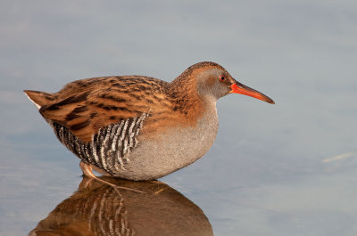 Water Rail