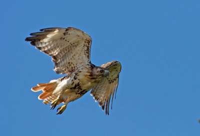 Falco di palude: Circus aeriginosus. En.: Marsh Harrier
