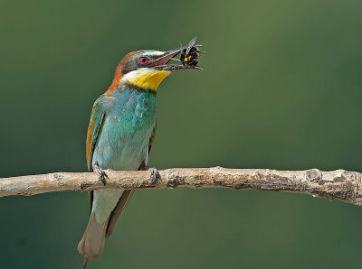 Gruccione: Merops apiaster. En.: European Bee-eater