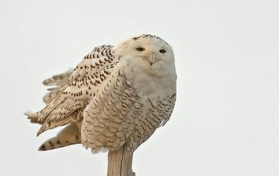 Civetta delle nevi: Bubo scandiacus. En.: Snowy Owl