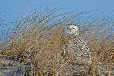 Civetta delle nevi: Bubo scandiacus. En.: Snowy Owl