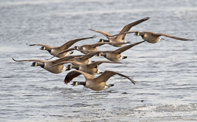 Canada Goose