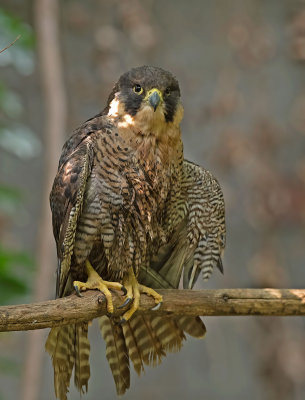 Falco pellegrino: Falco peregrinus. En.: Peregrine Falcon