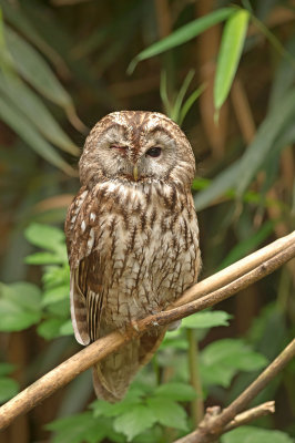Allocco comune: Strix aluco. E.: Tawny Owl