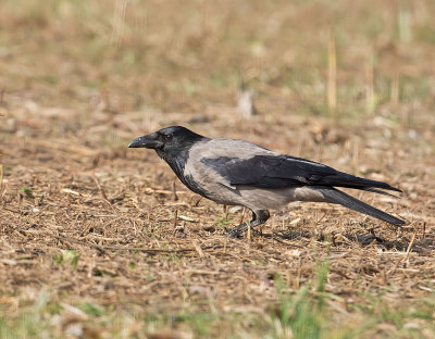 Cornacchia grigia: Corvus cornix. En.: Hooded Crow