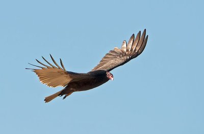 Avvoltoio collorosso: Cathartesaura. En.: Turkey volture