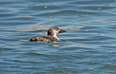 Great Northern Loon