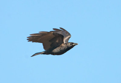 Cornacchia americana: Corvus brachyryncos. En En.: American Crow