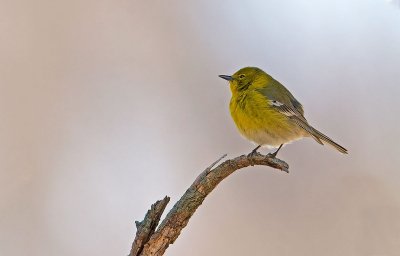 Dendroica dei pini: Setophaga pinus. En.: Pine Warbler