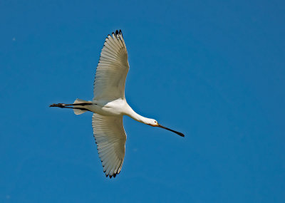 Eurasian Spoonbill