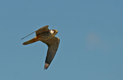Lodolaio: Falco subbuteo. En.: Hobby (Eurasian)