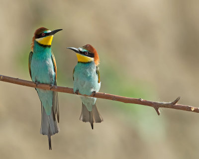 Couple on perch