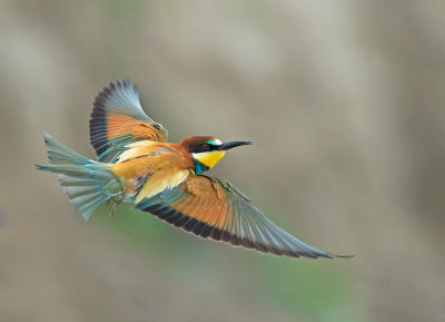 Flying