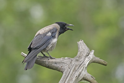 Cornacchia grigia: Corvus cornix. En.: Hooded Crow