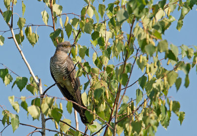 Common Cuckoo