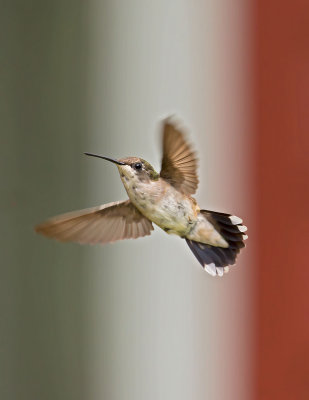 Ruby-throated Hummingbird