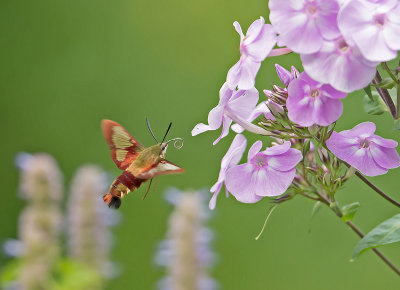 Insects (to be classified)