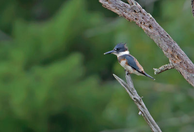 Martin pescatore americano: Megaceryle alcyon. En.: Belted Kingfisher - F -