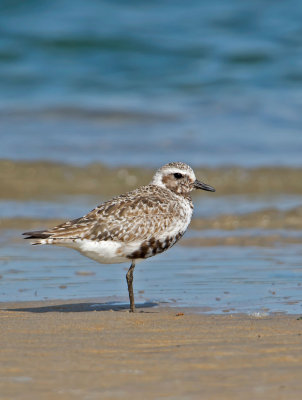 Black-bellied Plover