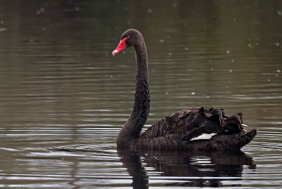 Cigno nero:Cygnus atratus. En.: black Swan