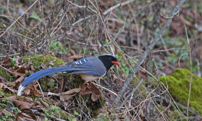 Red-billed blue magpie: Urocissa erythrorhyncha
