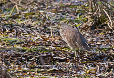 Chinese Pond Heron