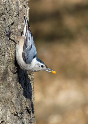 White-breasted Nuthatch