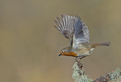 Pettirosso: Erithacus rubecola. En.: Robin