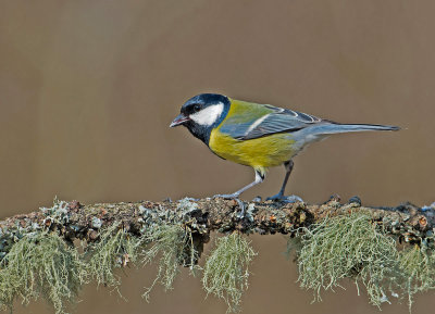 Great Tit