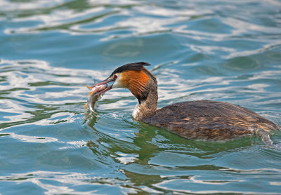 Great Crested Grebe