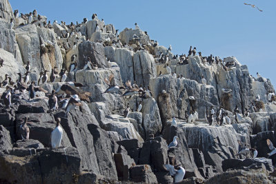 Guillemot