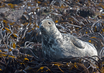 Grey Seal: Halichoerus grypus