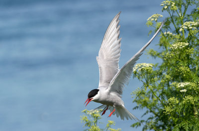 Arctic tern