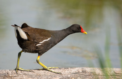 Moorhen