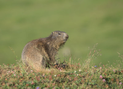 Marmotta alpina: Marmota marmota. En.: Alpine Marmot