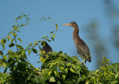 Green Heron: Butorides virescens - Juvenile 1st summer