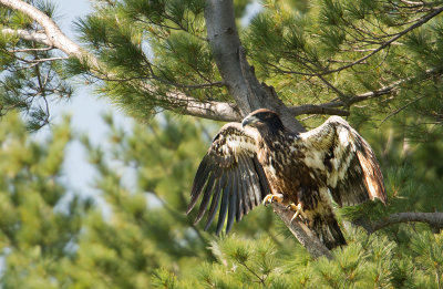 Bald Eagle: Haliaeetus leucocephalus - Juvenile 1st year -