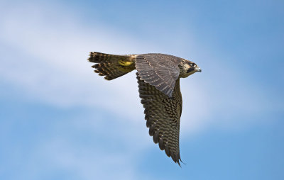 Falco pellegrino. En: Peregrin Falcon: Falco peregrinus