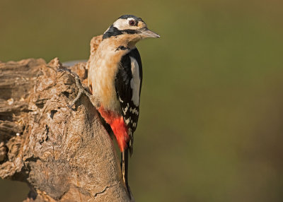 Great Spotted Wooodpecker.jpg