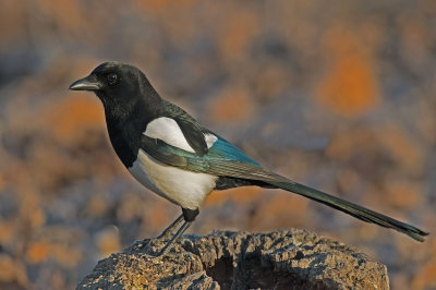 magpie