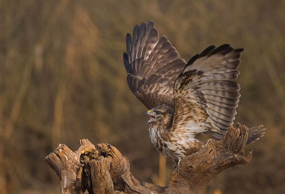 Buzzard