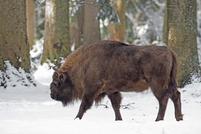 Eurasian bison